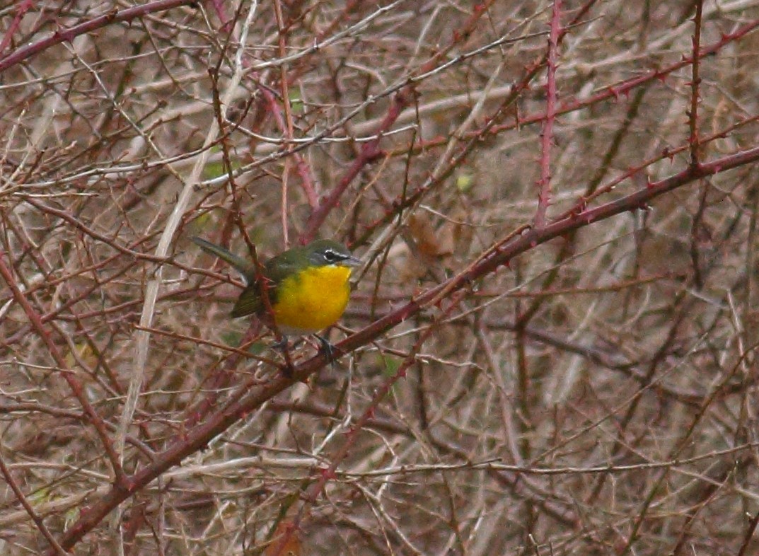 Yellow-breasted Chat - ML126627101