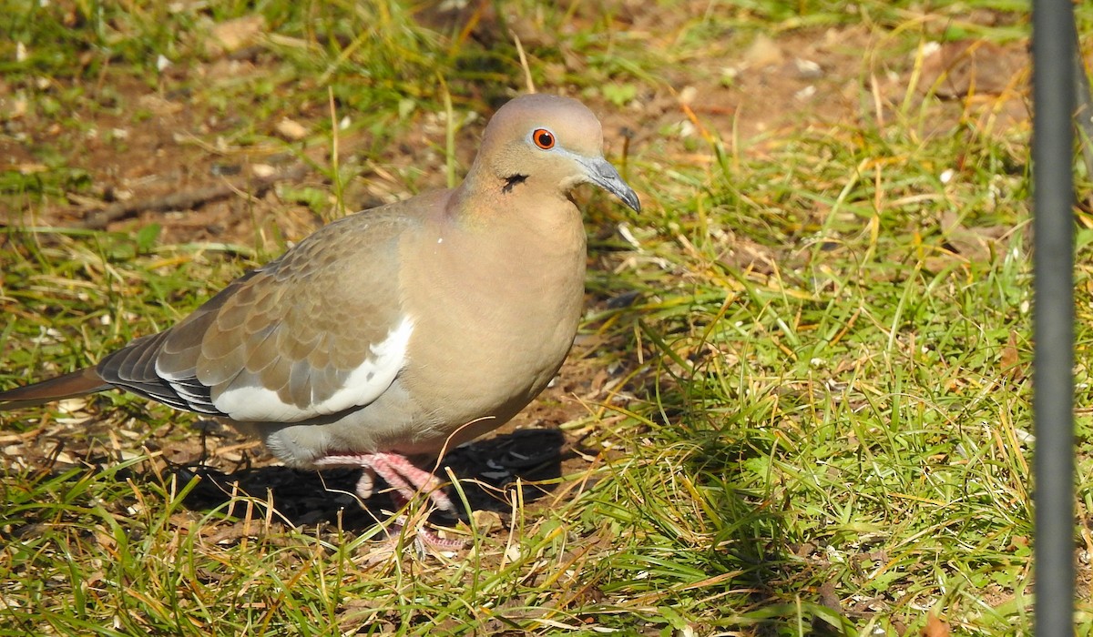 White-winged Dove - sandy berger