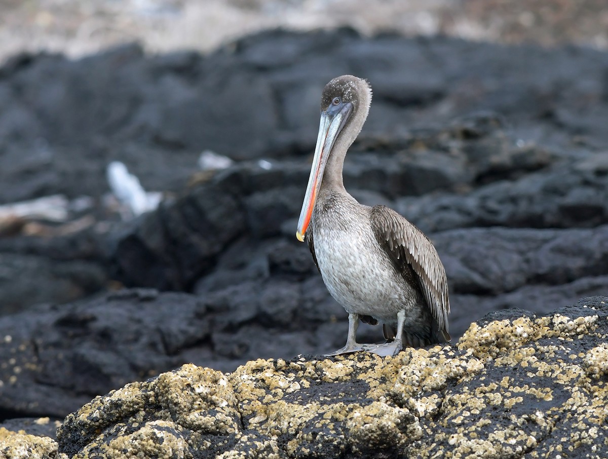 Brown Pelican (Galapagos) - Joshua Vandermeulen