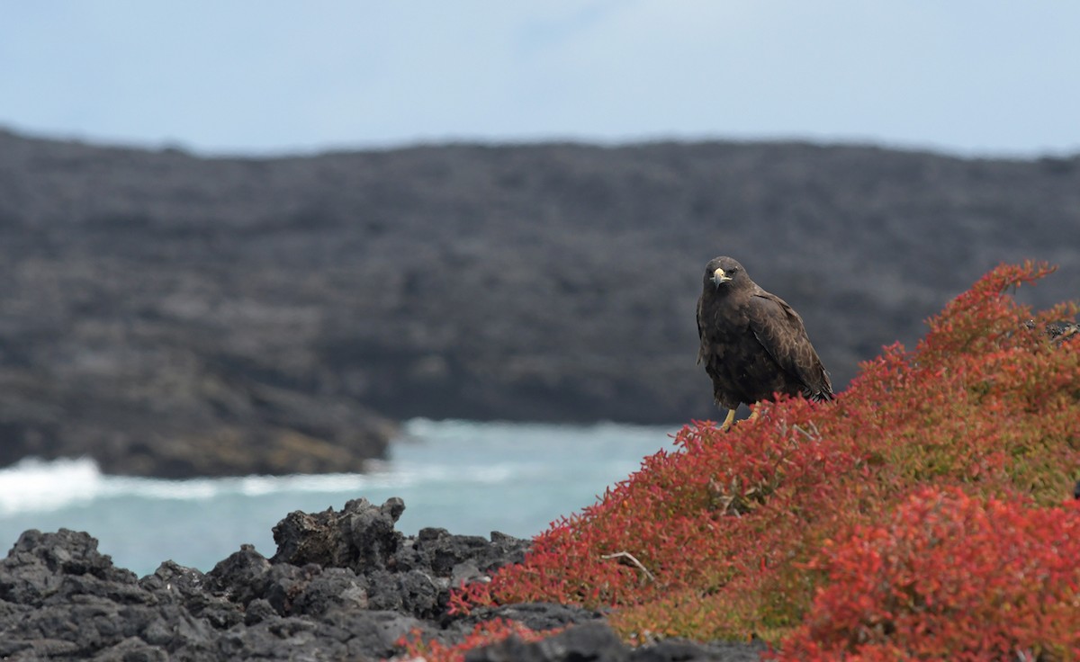 Galapagos Hawk - Joshua Vandermeulen