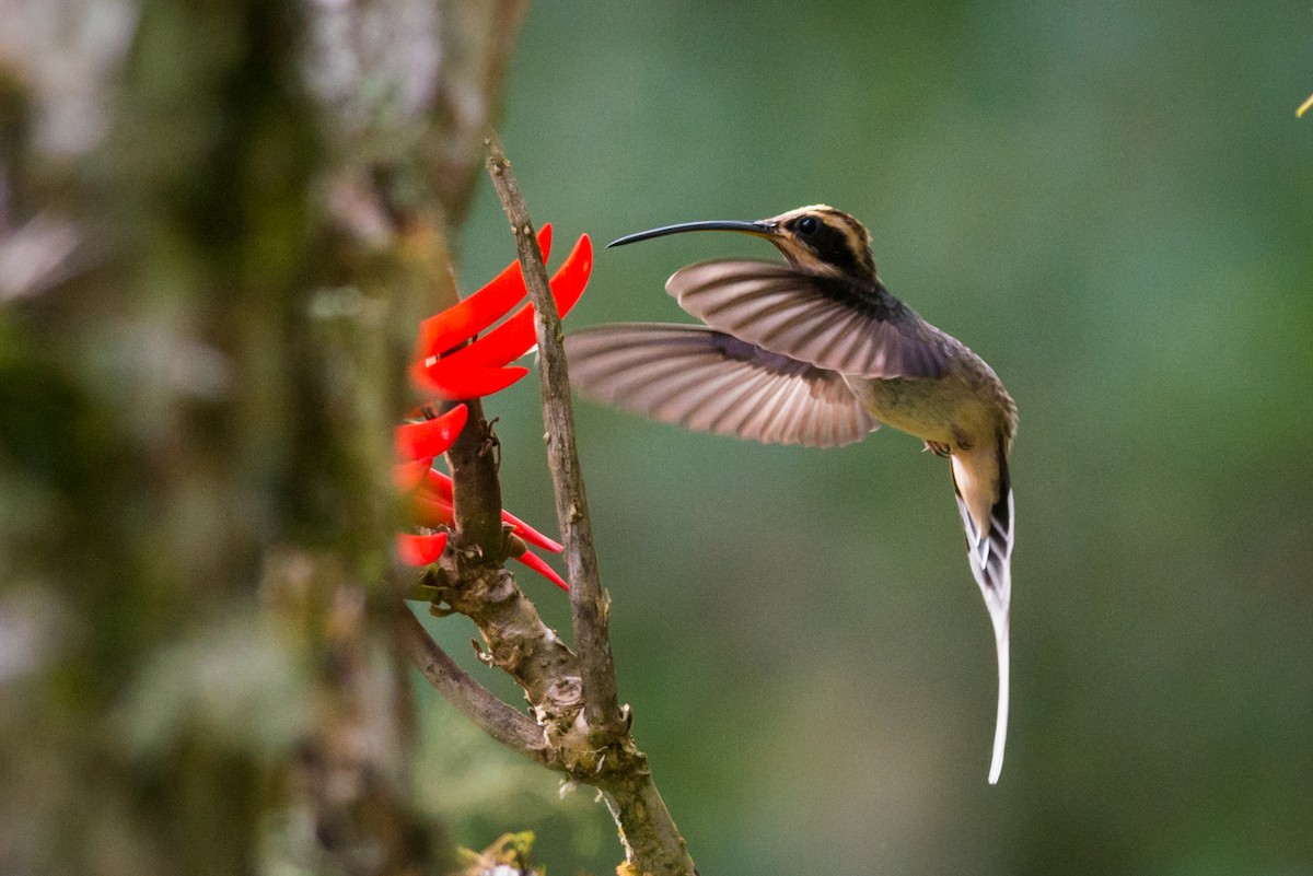 Scale-throated Hermit - ML126637721