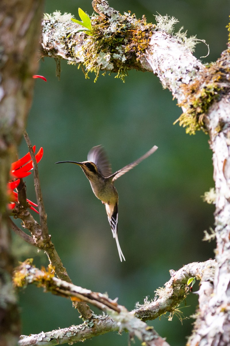 Scale-throated Hermit - ML126637731