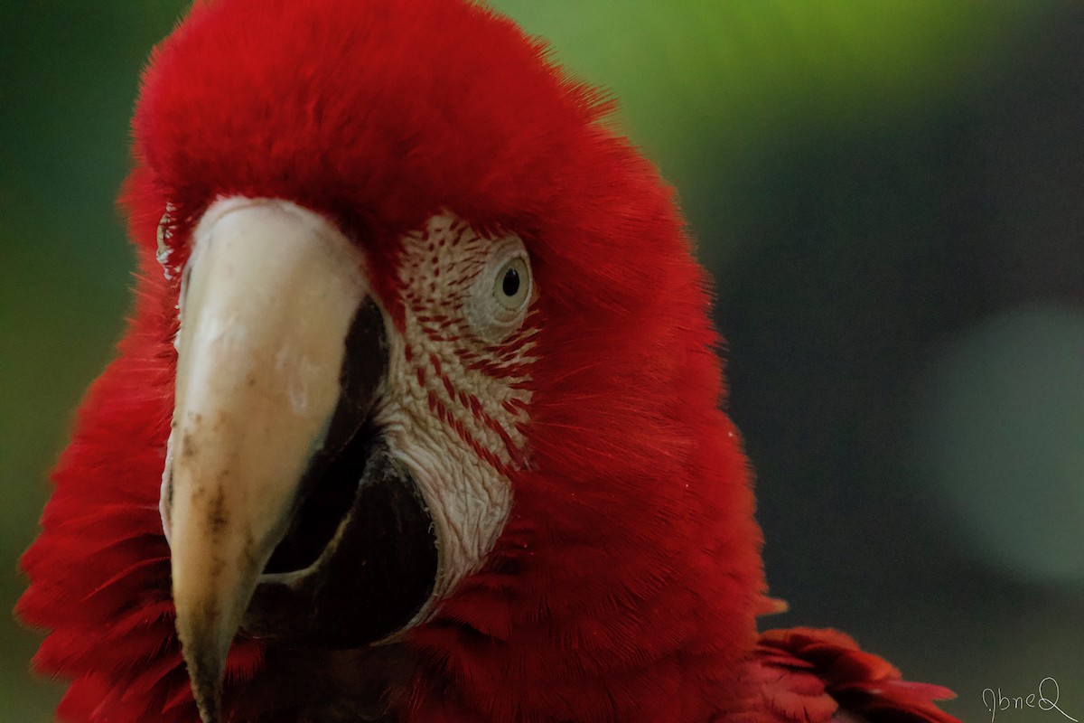 Red-and-green Macaw - ML126638391