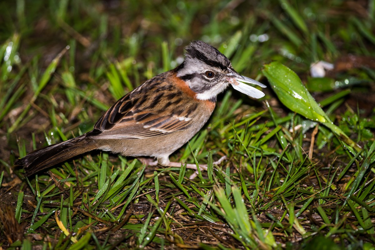 Rufous-collared Sparrow - ML126638941