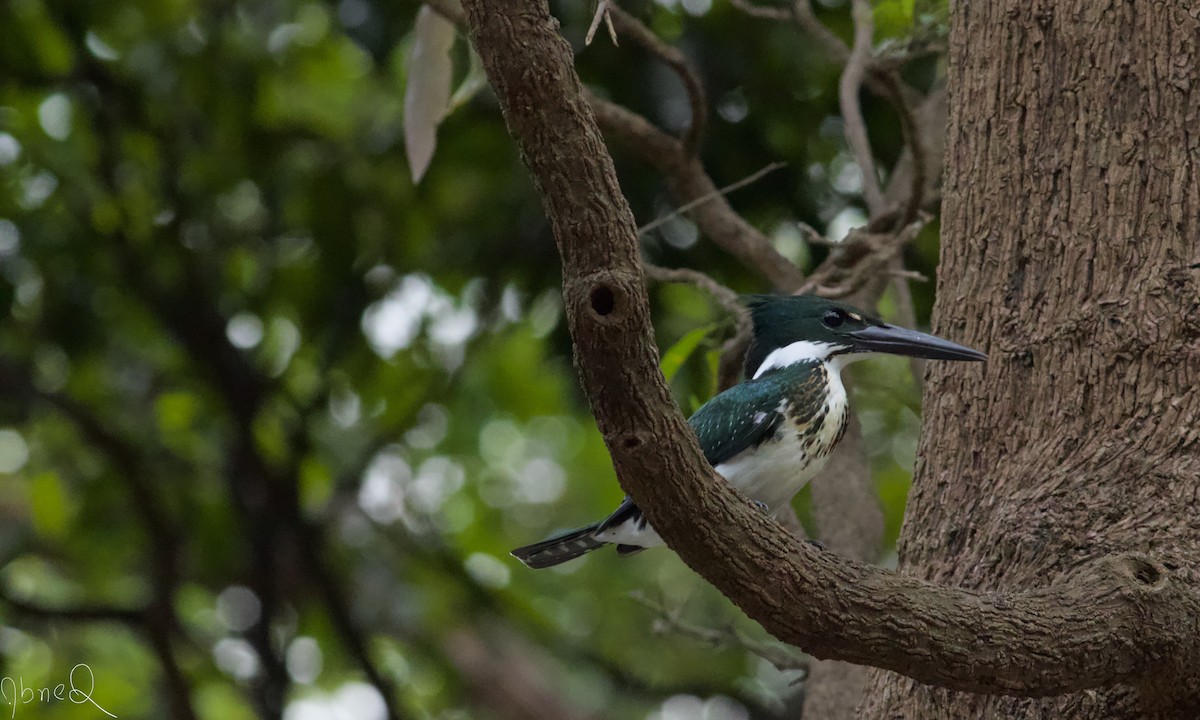 Amazon Kingfisher - Abner Terribili