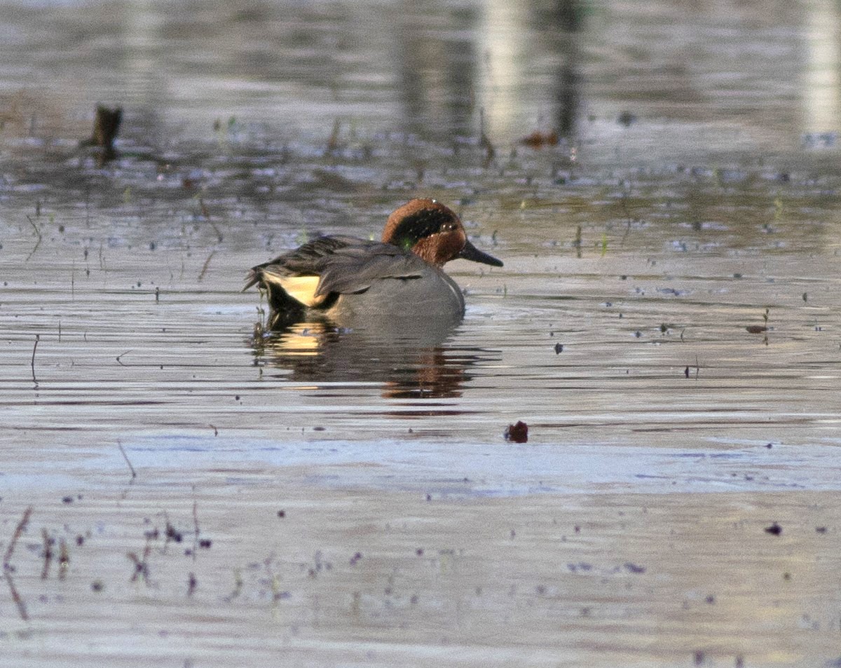 Green-winged Teal - ML126639971