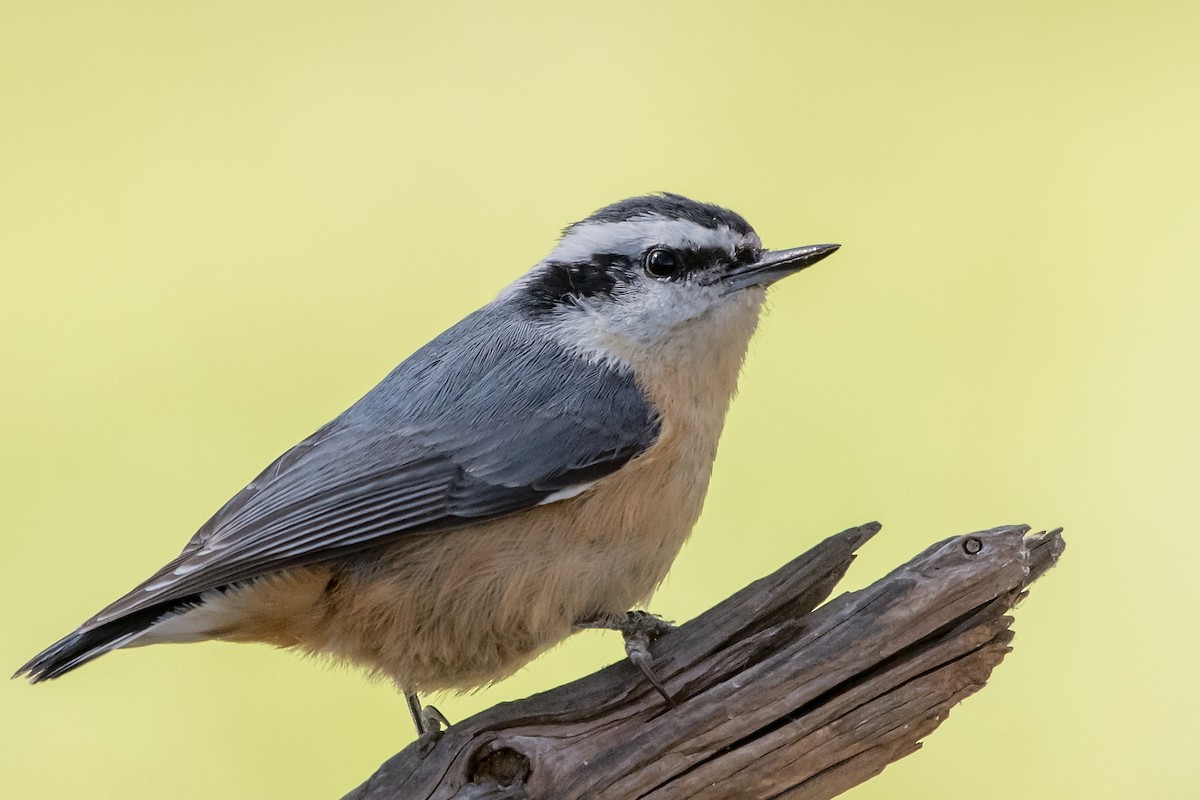 Red-breasted Nuthatch - Mike Stewart