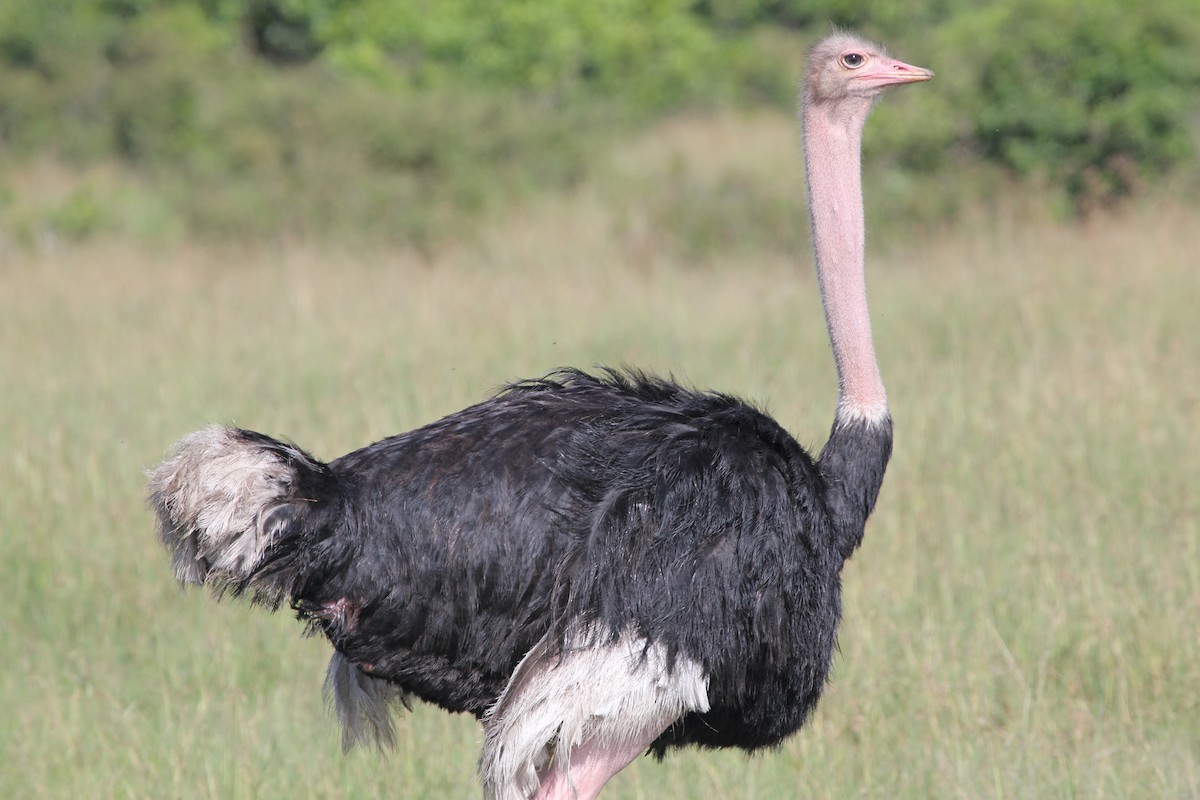 Common Ostrich - Malinda Chapman