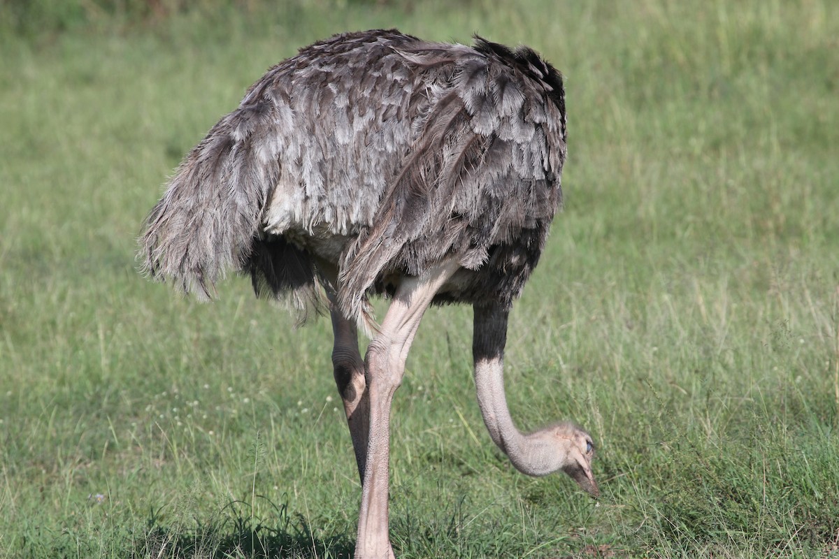 Common Ostrich - Malinda Chapman