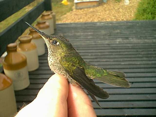 Green-backed Firecrown - Alan Henry
