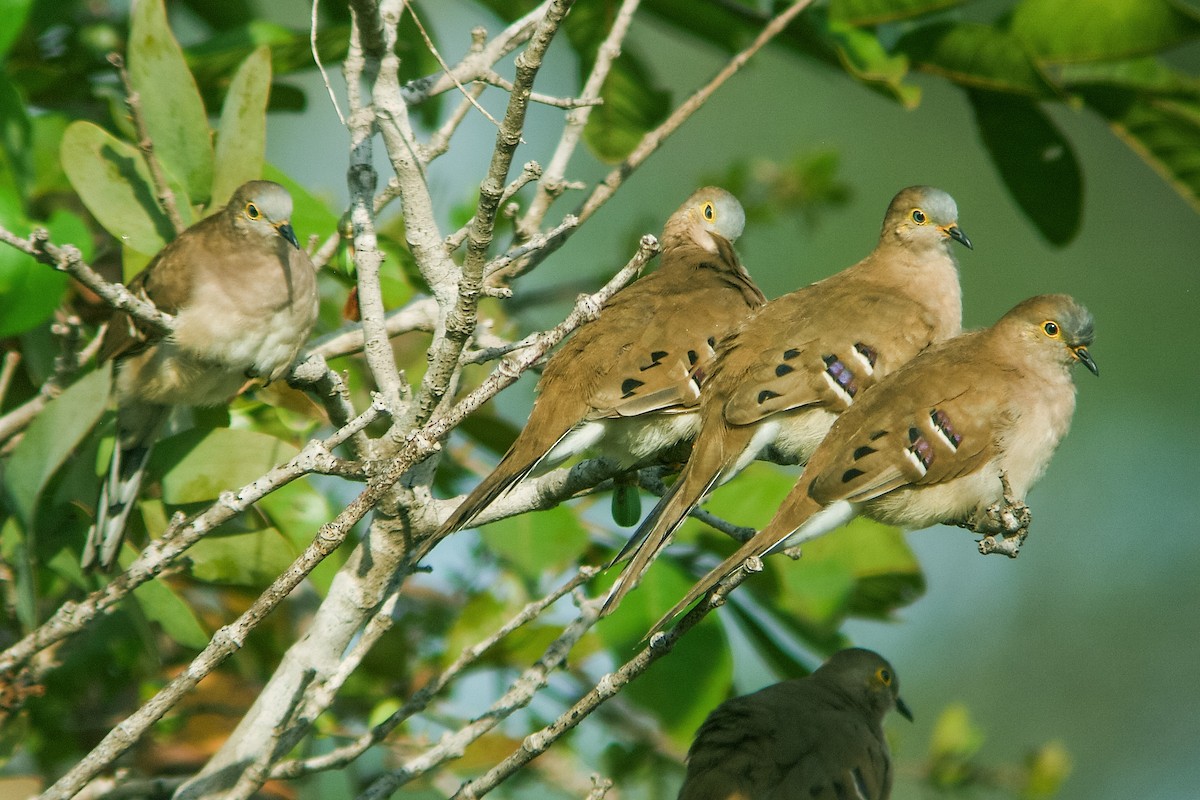 Long-tailed Ground Dove - Nick Athanas