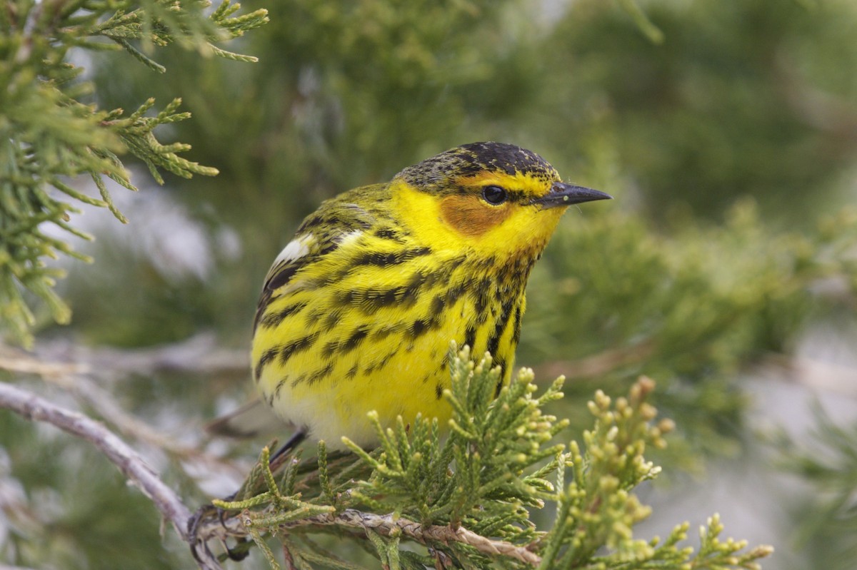 Cape May Warbler - Michelle Martin