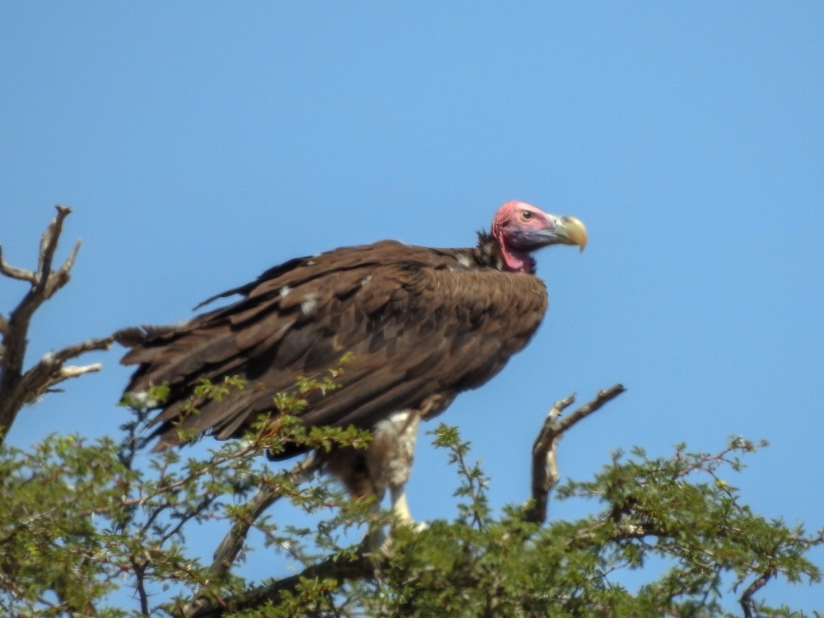 Lappet-faced Vulture - Samuel Burckhardt