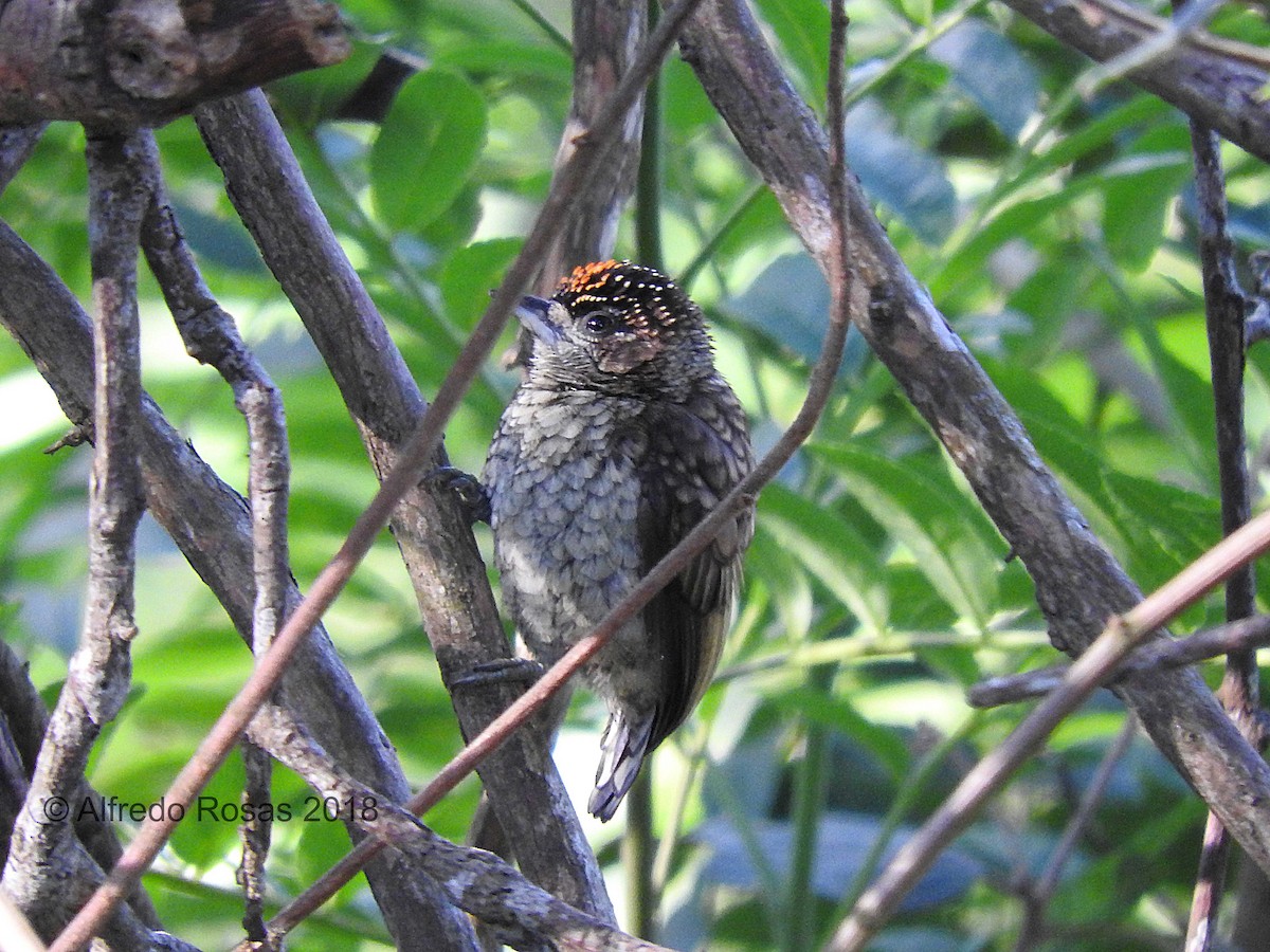 Scaled Piculet - ML126652611