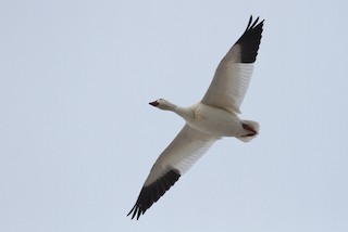 Snow Goose, ML126655721