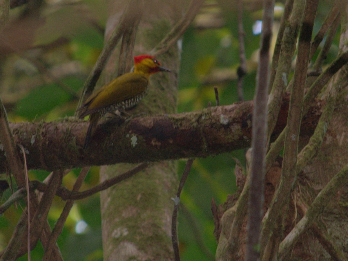 Yellow-throated Woodpecker - Ben Phalan