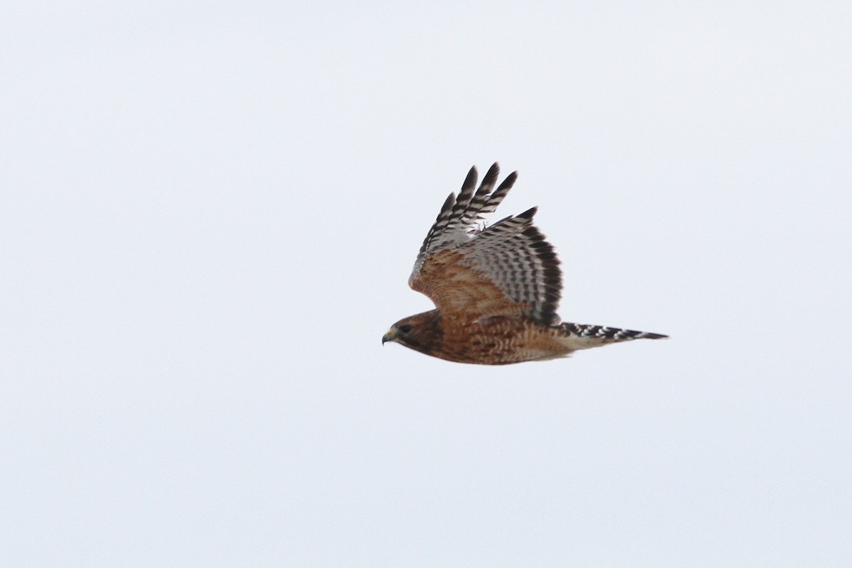 Red-shouldered Hawk (lineatus Group) - ML126656921