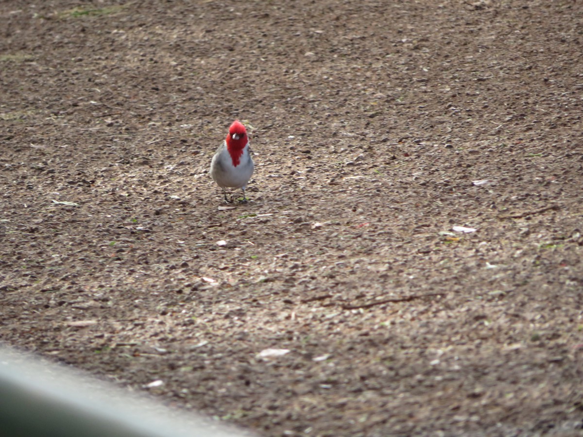Red-crested Cardinal - William Kuk