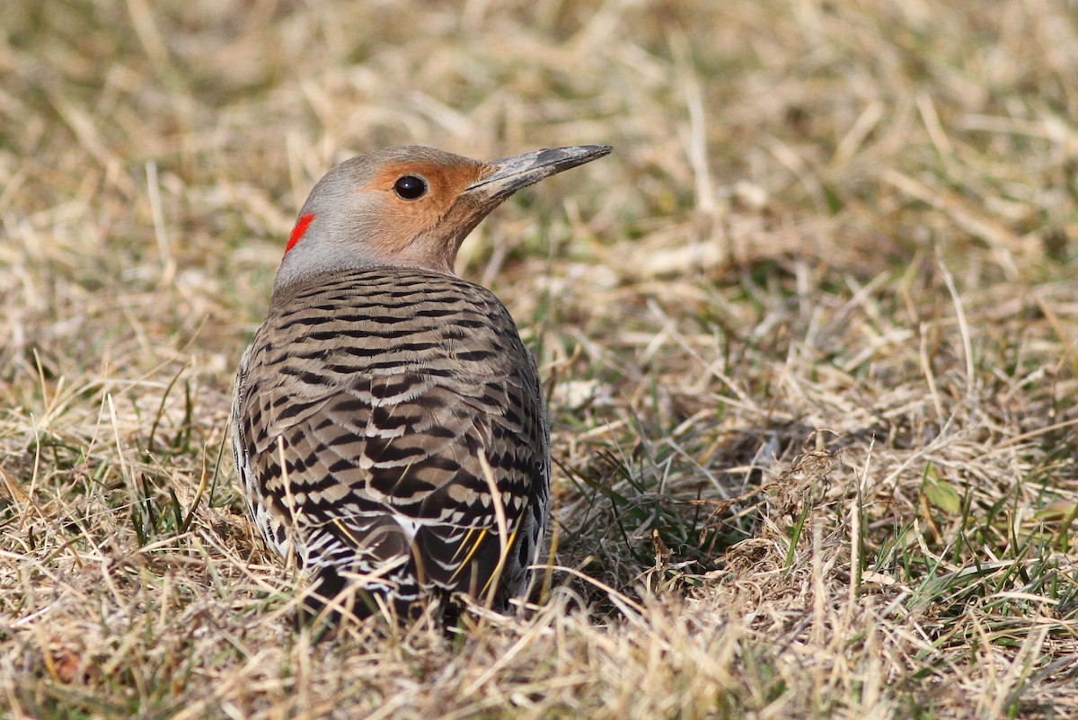 Northern Flicker (Yellow-shafted) - Alex Lamoreaux