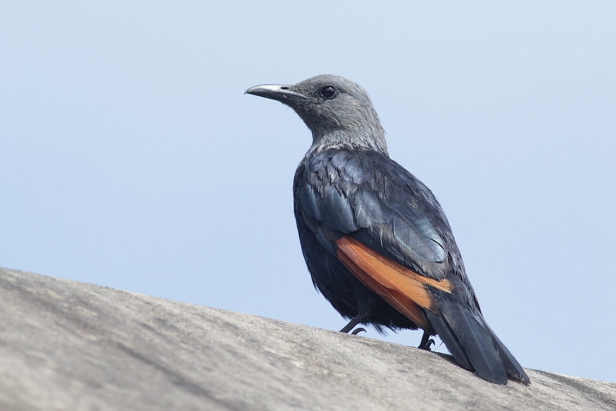 Red-winged Starling - ML126664291