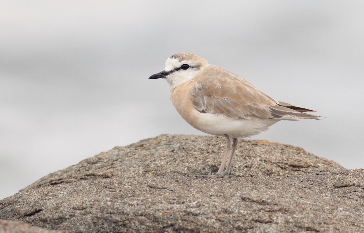 White-fronted Plover - ML126664331