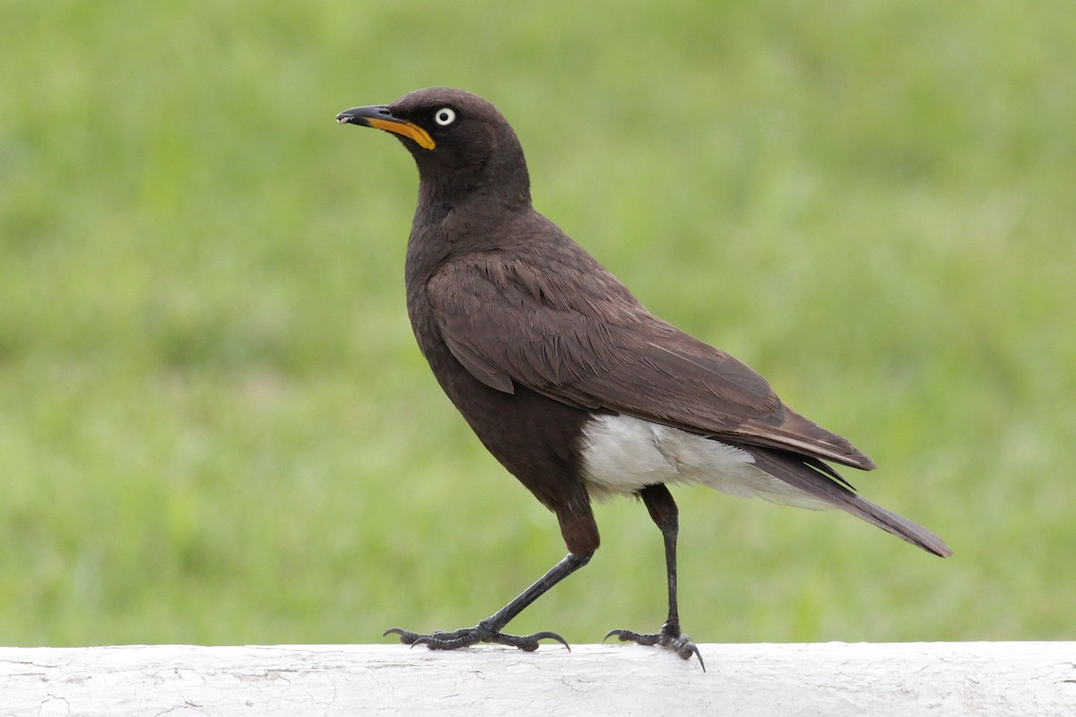 African Pied Starling - ML126664421