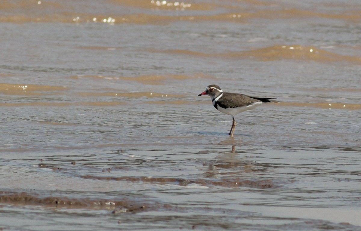 Three-banded Plover - Alex Lamoreaux