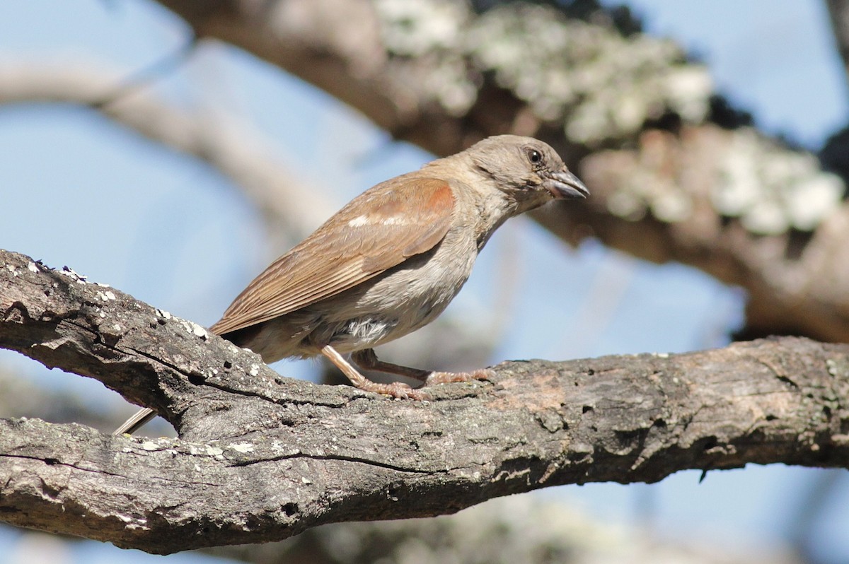 Southern Gray-headed Sparrow - Alex Lamoreaux