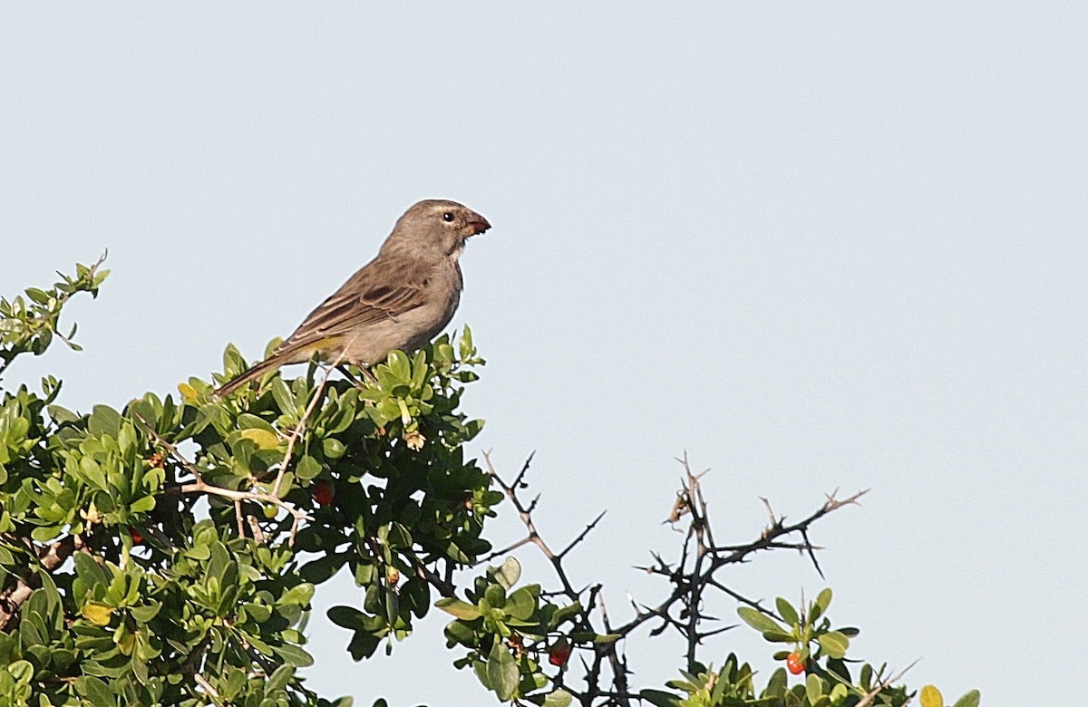 White-throated Canary - ML126665371