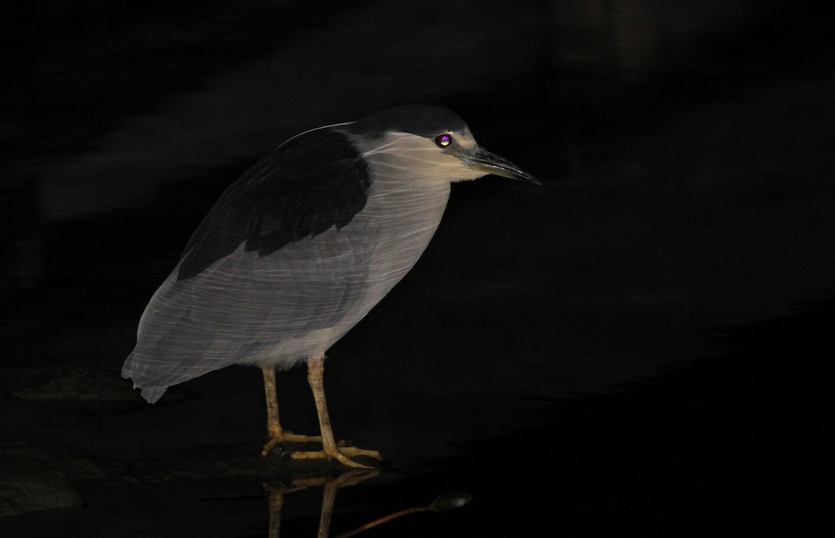 Black-crowned Night Heron - Alex Lamoreaux