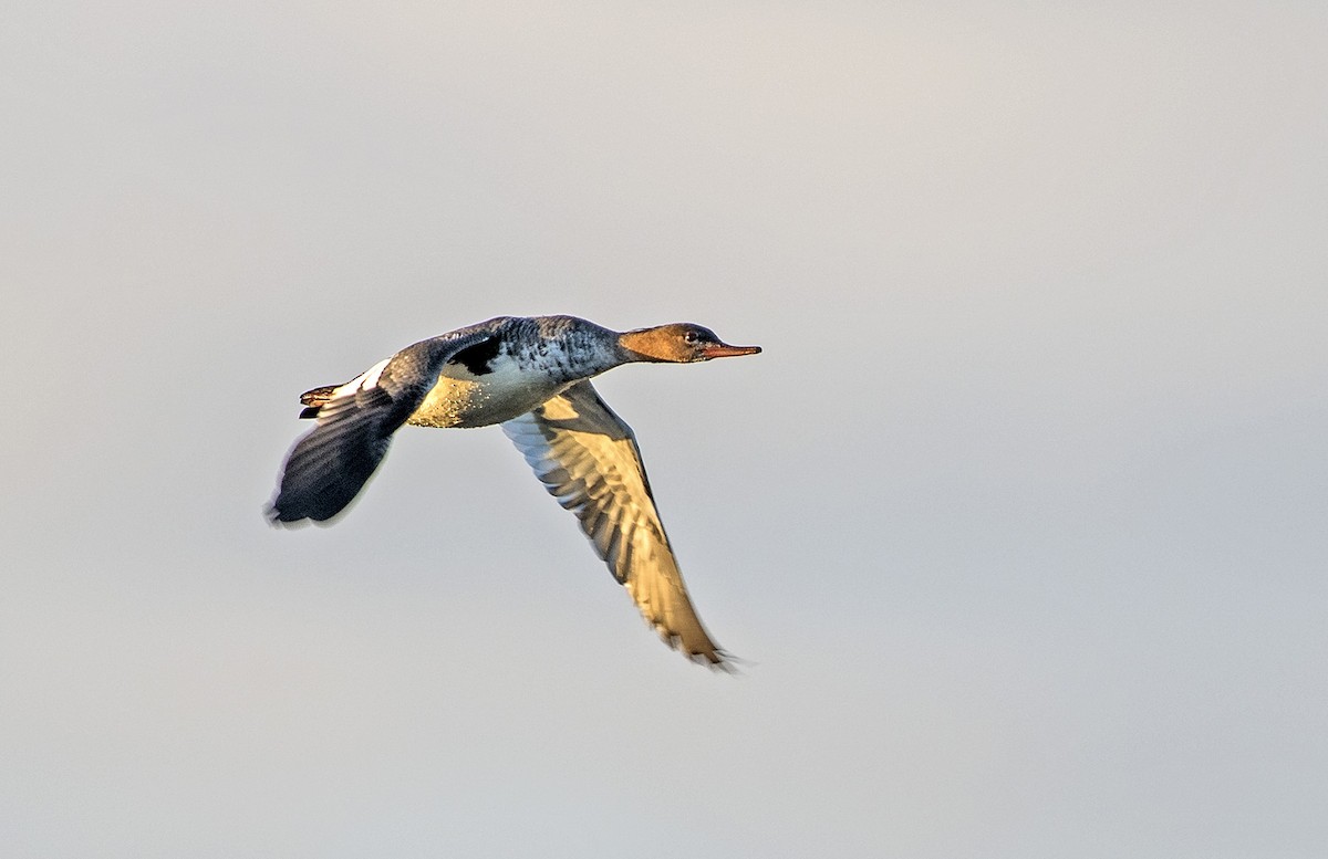 Red-breasted Merganser - Denny Swaby