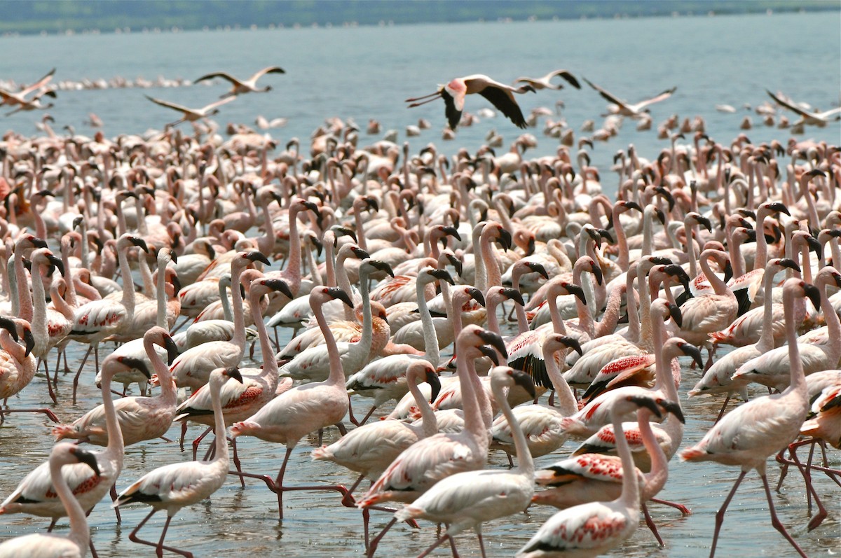 Lesser Flamingo - Gerald Friesen
