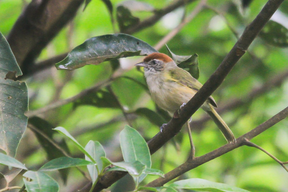 ML126674471 - Gray-eyed Greenlet - Macaulay Library