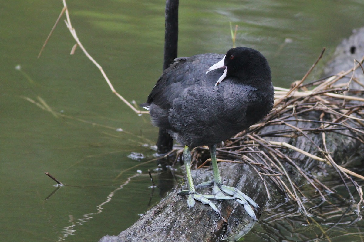 American Coot (Red-shielded) - Alex Lamoreaux
