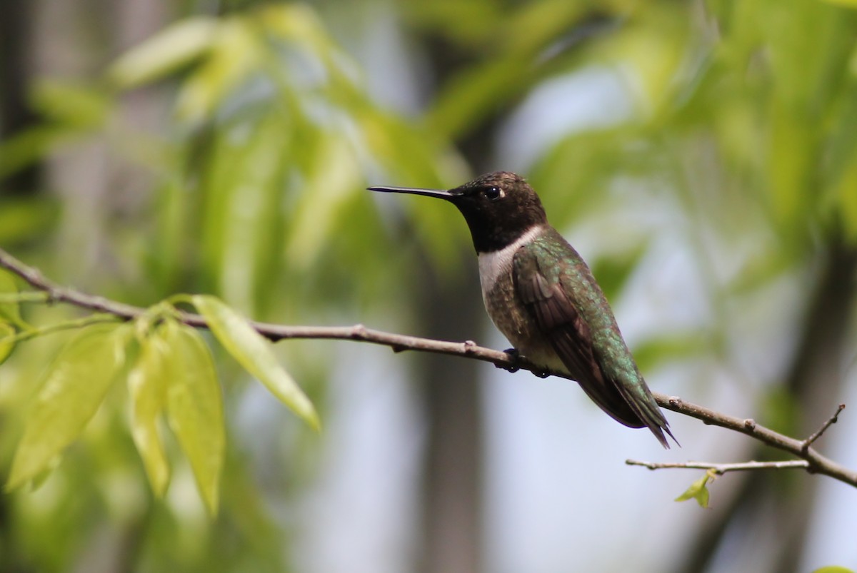 Black-chinned Hummingbird - Alex Lamoreaux