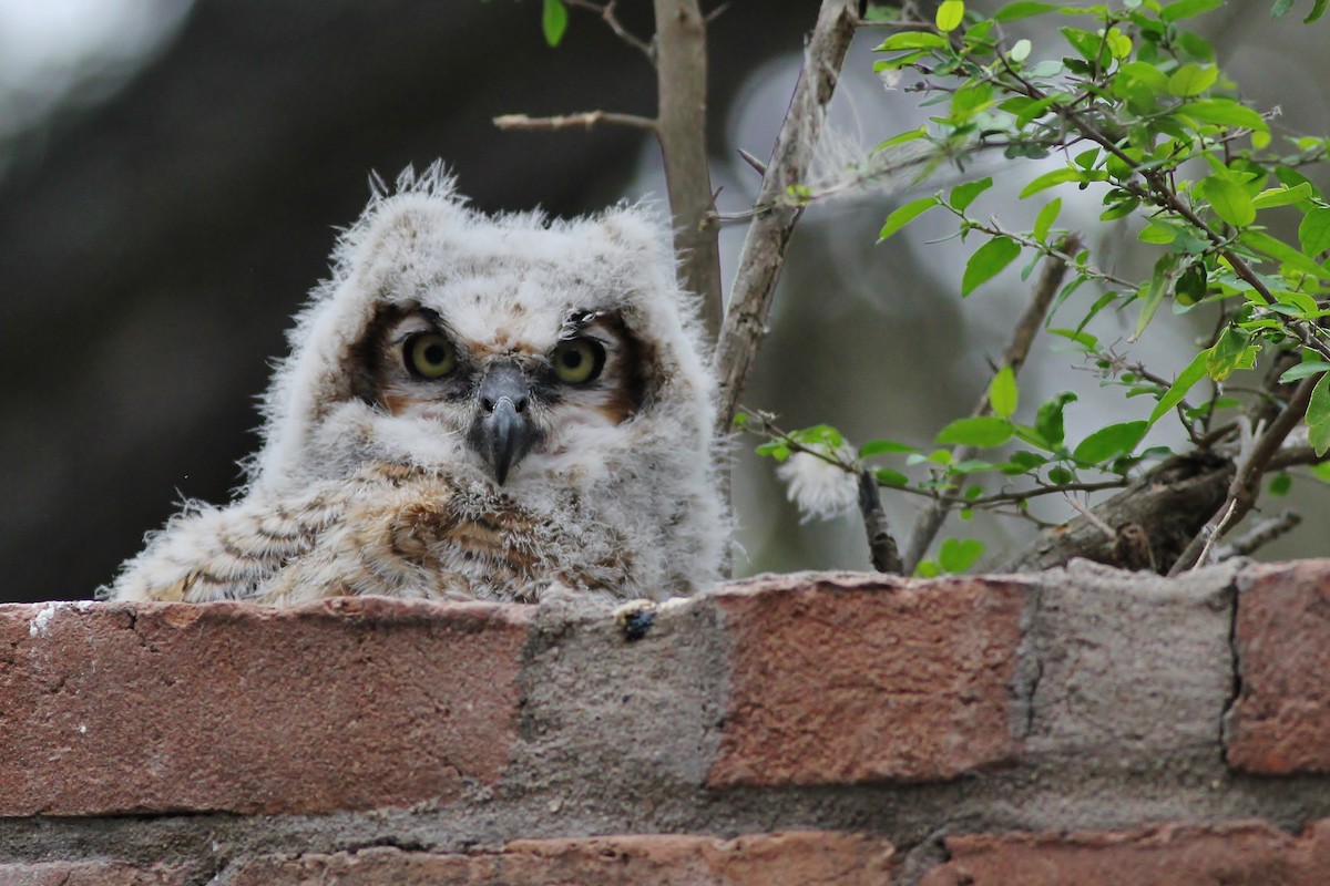 Great Horned Owl - ML126678271
