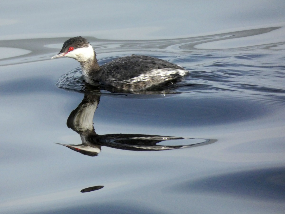 Horned Grebe - Kathy Woolsey
