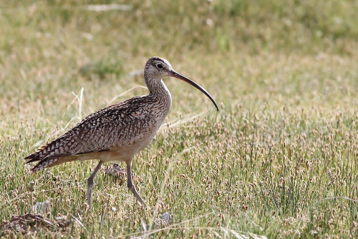 Long-billed Curlew - ML126679931