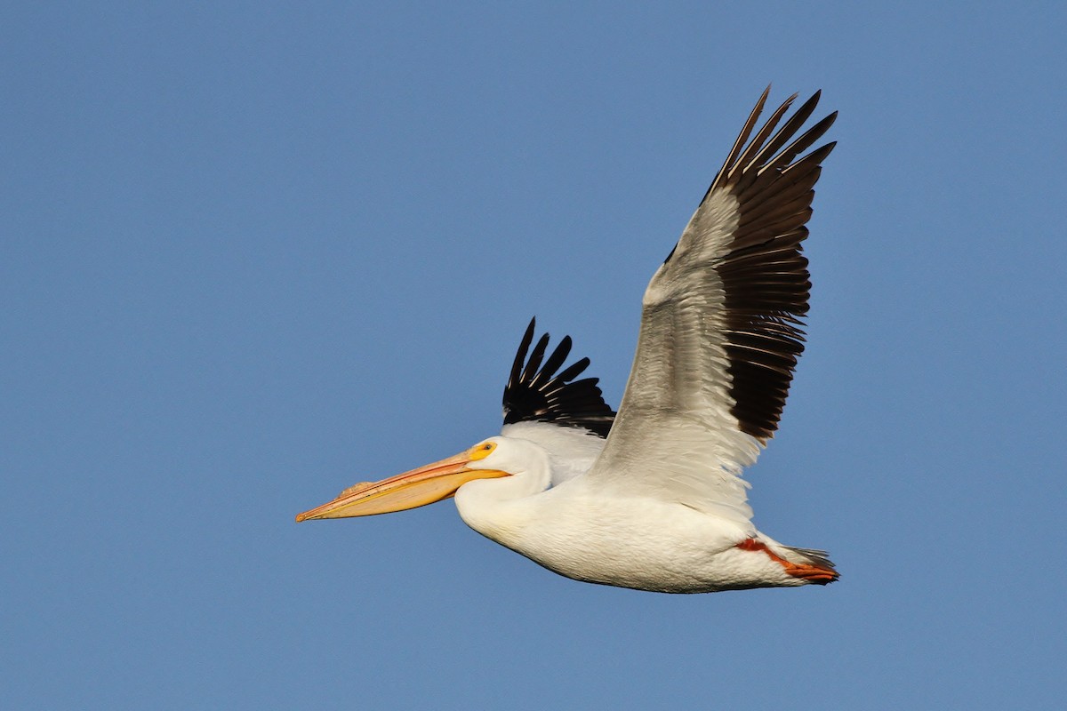American White Pelican - Alex Lamoreaux