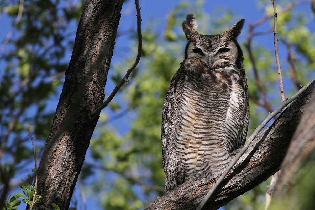 Great Horned Owl - ML126680021