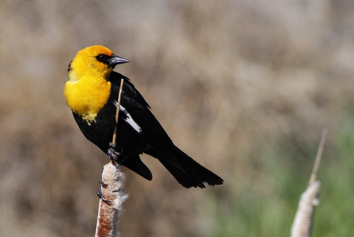 Yellow-headed Blackbird - ML126680051