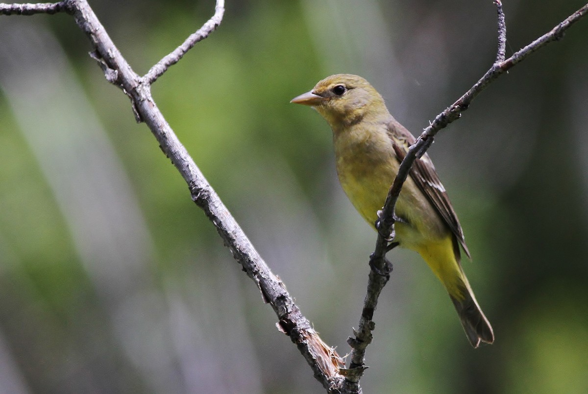 Western Tanager - ML126680261