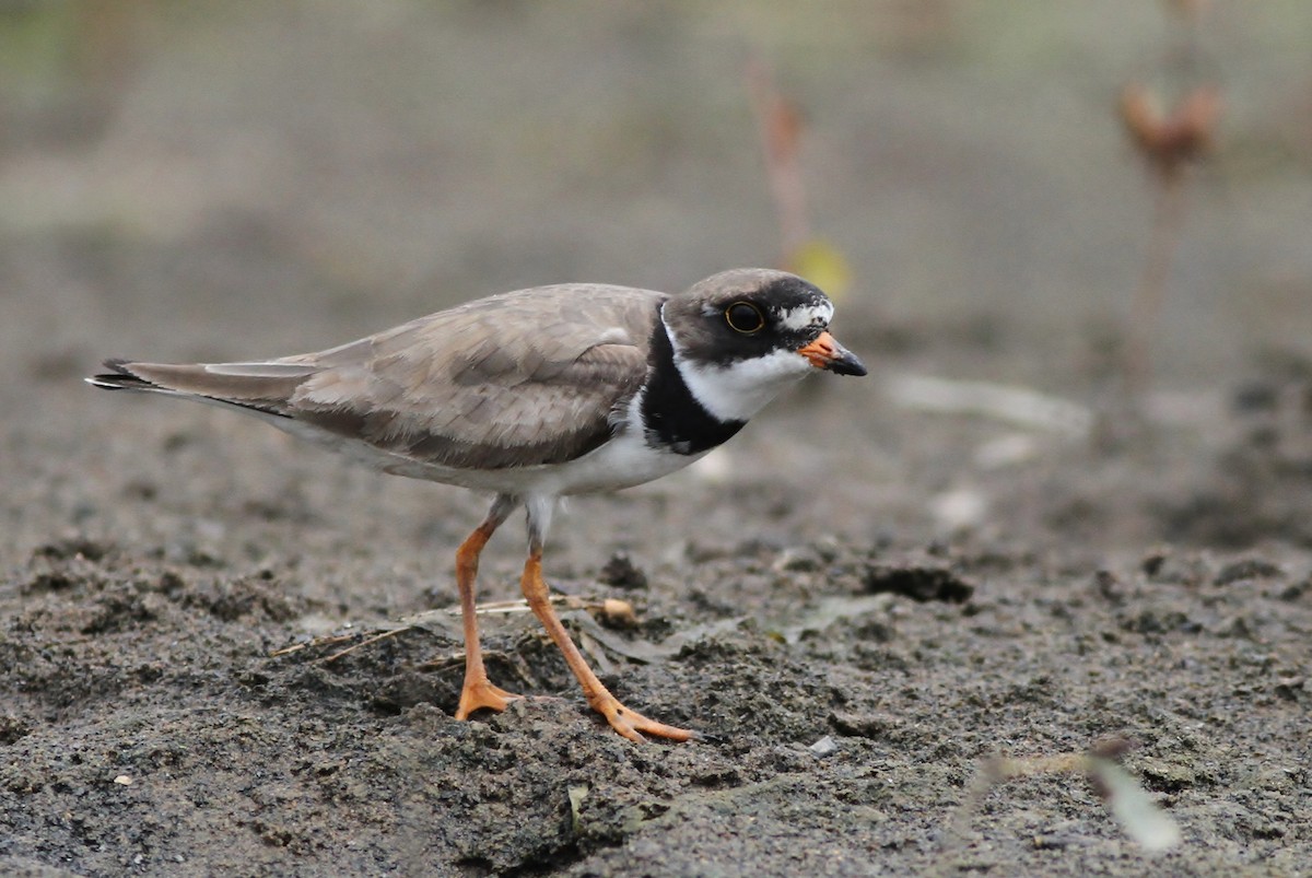 Semipalmated Plover - ML126683371