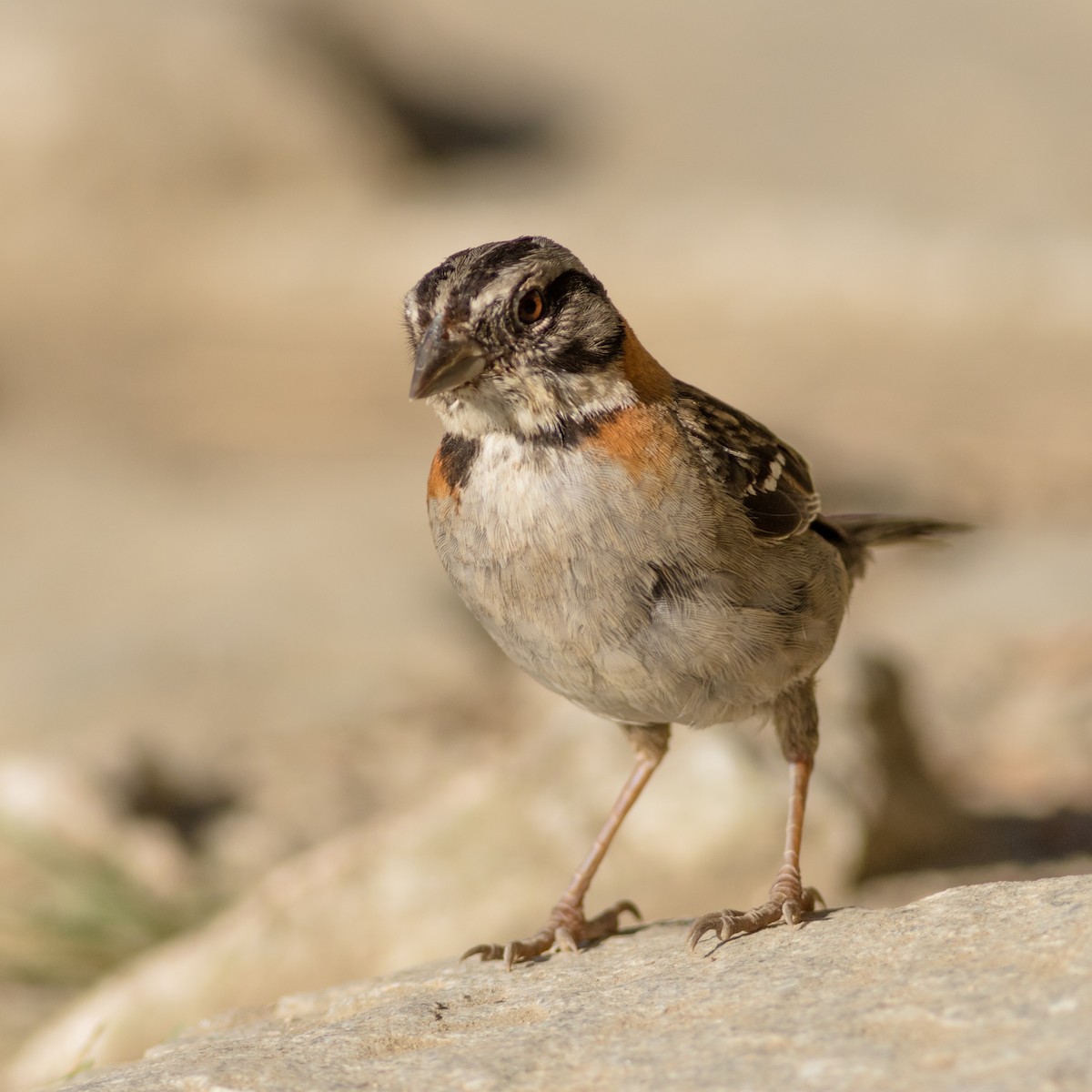 Rufous-collared Sparrow - Seymore Gulls