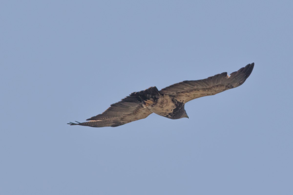 Black-chested Buzzard-Eagle - Seymore Gulls