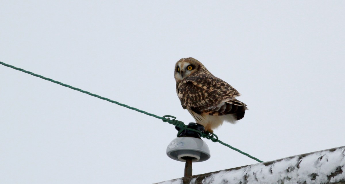 Short-eared Owl (Northern) - ML126691361