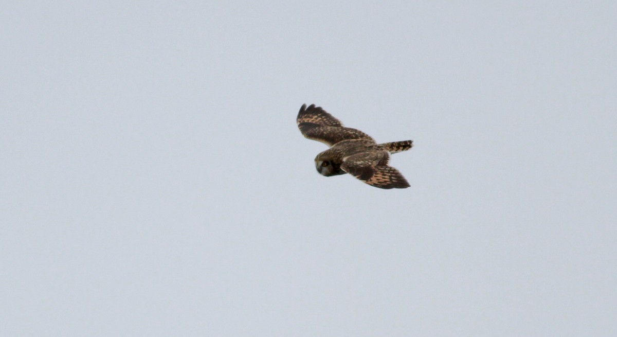 Short-eared Owl (Northern) - ML126691371