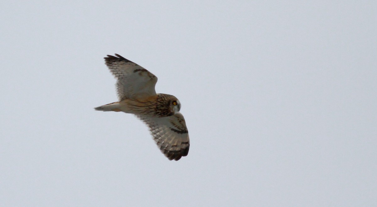 Short-eared Owl (Northern) - ML126691381