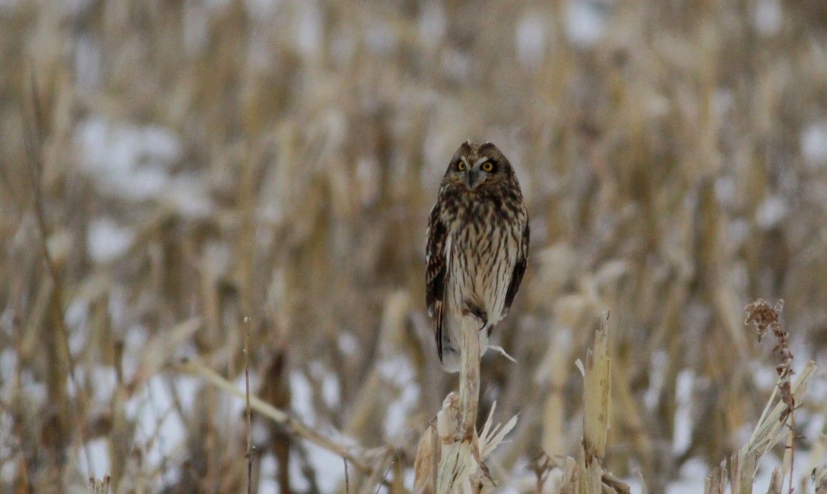 Short-eared Owl (Northern) - ML126691391