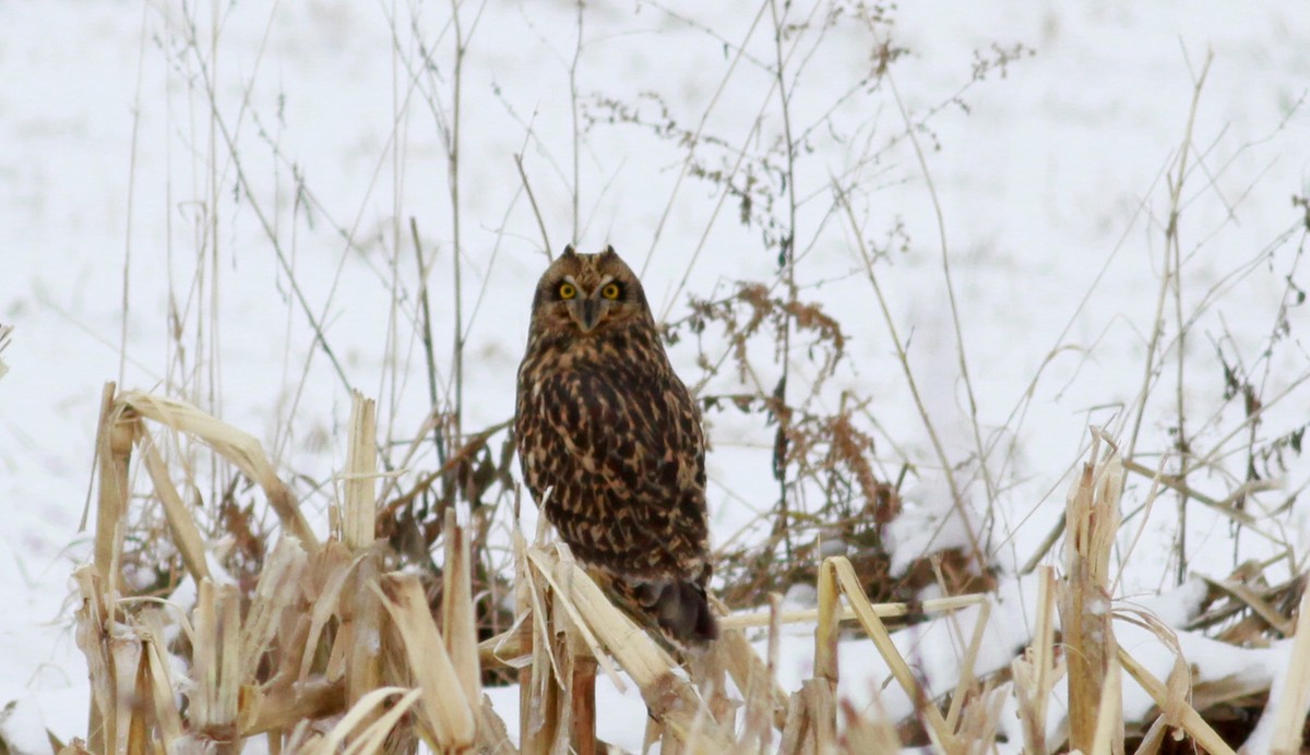 Short-eared Owl (Northern) - ML126691421